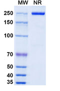 Anti-Human IL-18/IL-1F4 Reference Antibody (Camoteskimab) – Figure 1 of 1