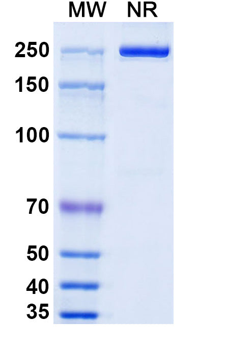 Anti-Human IL-18/IL-1F4 Reference Antibody (Camoteskimab) – Figure 1 of 1