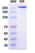 Anti-Human ADAM9 Reference Antibody (Izeltabart) – Figure 1 of 1