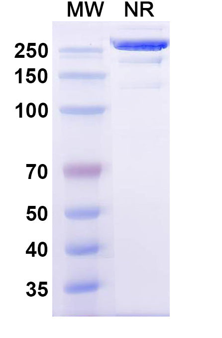 Anti-Human ADAM9 Reference Antibody (Izeltabart) – Figure 1 of 1