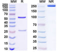 SDS-PAGE for Anti-Human FZD5 Antibody (SAA1670)