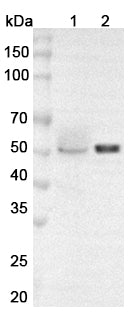Western blot analysis was performed using anti-WTAP polyclonal antibody at 1μg/ml on various samples.
Lane 1: Raw264.7 cell lysate
Lane 2: Jurkat cell lysate