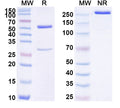 SDS-PAGE for Anti-Human CAPRIN1 Antibody (SAA1742)