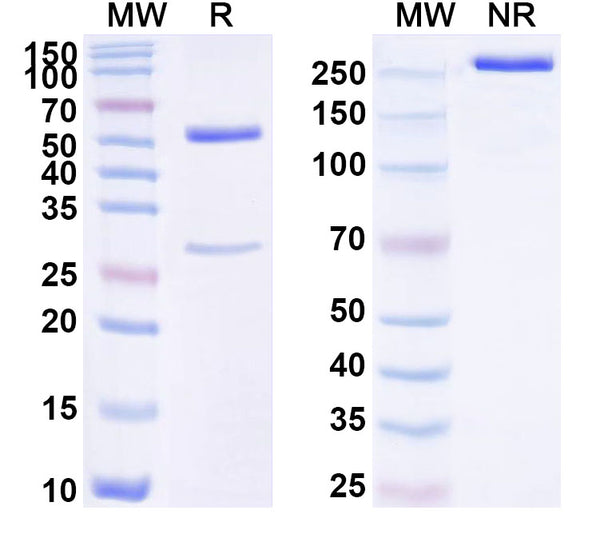 SDS-PAGE for Anti-Human CAPRIN1 Antibody (SAA1742)