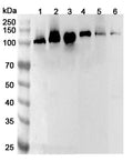 Western blot analysis was performed using anti-CARPIN1 polyclonal antibody at 1ug/mL  on various samples.
Lane 1: NIH3T3 cell lysate
Lane 2: Jurkat cell lysate
Lane 3: 293T cell lysate
Lane 4: K562 cell lysate
Lane 5: Mouse brain lysate
Lane 6: Rat brain lysate