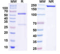 SDS-PAGE for Anti-MESD Antibody (N88/10)