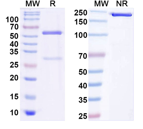 SDS-PAGE for Anti-MESD Antibody (N88/10)