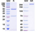 SDS-PAGE for InVivoMAb Anti-Human CDH17/Cadherin-17 Antibody (10C12)