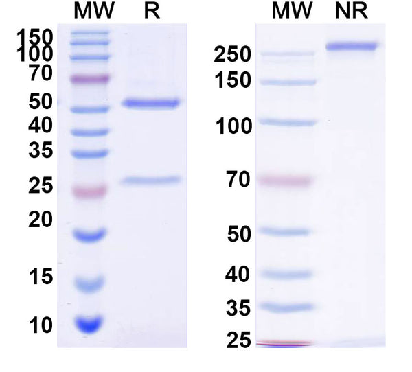 SDS-PAGE for InVivoMAb Anti-Human CDH17/Cadherin-17 Antibody (10C12)
