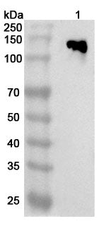 Western blot analysis was performed using anti-CDH17 polyclonal antibody at 1ug/mL  on various samples.
Lane 1: Mouse colon lysate