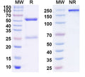 SDS-PAGE for Anti-Human CDH17/Cadherin-17 Antibody (9C6)