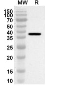 Western blot analysis was performed using anti-SEMA5A polyclonal antibody at 1ug/mL on recombinant SEMA5A (Catalog No. HC555012).
