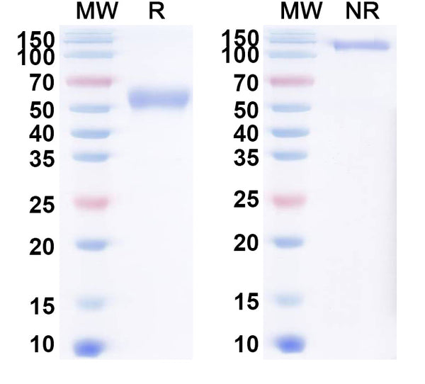 Research Grade Cibotercept – Figure 1 of 1