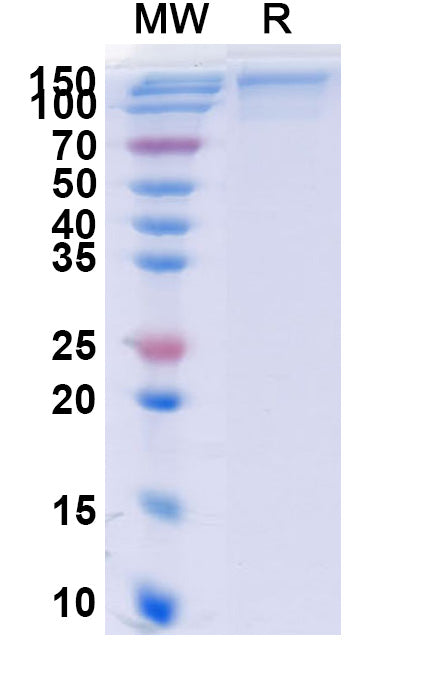 Recombinant Human CD213a2/IL13RA2 Protein, C-Fc