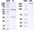SDS-PAGE for Anti-Human CACNA1C Antibody (L57/46R)