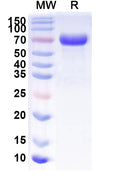 Recombinant Human CD158h/KIR2DS1 Protein, C-Fc