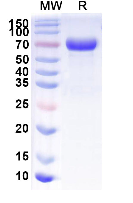 Recombinant Human CD158h/KIR2DS1 Protein, C-Fc