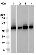 Western blot analysis was performed using anti-CEMP1 polyclonal antibody at 1μg/ml on various samples.
Lane 1: Mouse brain lysate
Lane 2: Mouse Cerebellum lysate
Lane 3: Rat brain lysate
Lane 4: Rat Cerebellum lysate