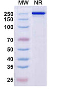 Anti-Human CD161 Reference Antibody (Rezorstobart) – Figure 1 of 1