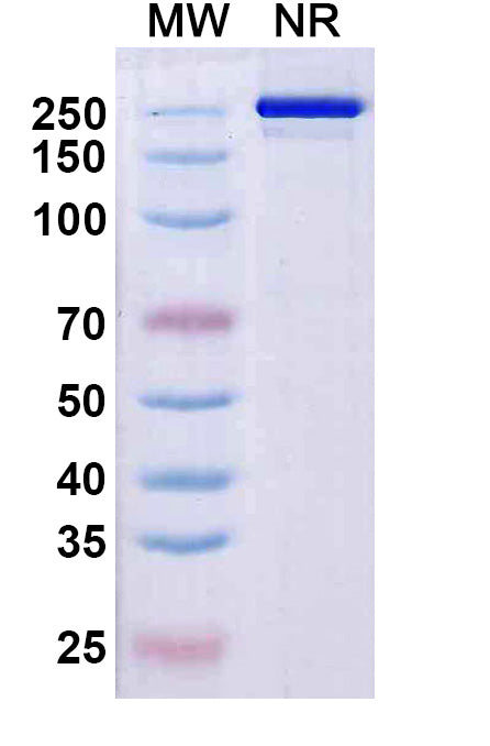 Anti-Human CD161 Reference Antibody (Rezorstobart) – Figure 1 of 1