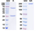 SDS-PAGE for Anti-EGR3 Antibody (N216/30)