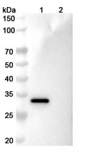 SDS-PAGE for InVivoMAb Anti-Human IL11RA Antibody (X209)