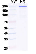 Anti-Human IL11RA Reference Antibody (LASN 01) – Figure 1 of 2