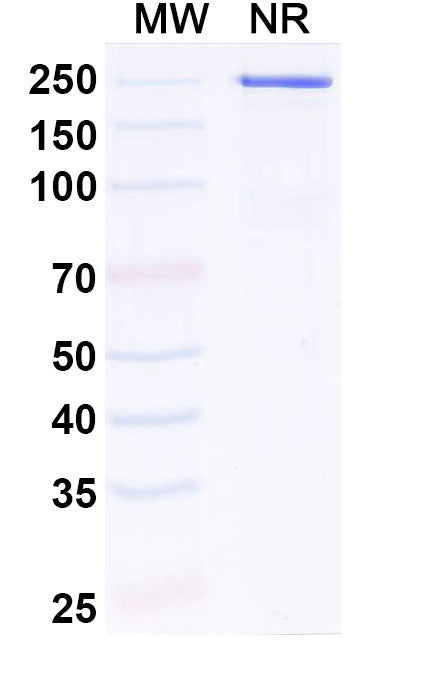 Anti-Human IL11RA Reference Antibody (LASN 01) – Figure 1 of 2