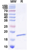 SDS-PAGE for Anti-Human CD136/MST1R/RON Nanobody (SAA1369)