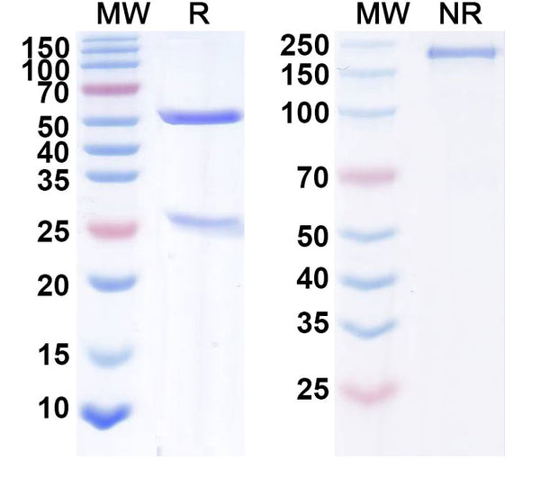 Anti-Human MSPR/Ron Reference Antibody (Narnatumab) – Figure 1 of 2