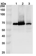 Western blot analysis was performed using anti-HDAC1  polyclonal antibody at 1ug/mL on various samples.
Lane 1: K562 cell lysate
Lane 2: Jurkat cell lysate
Lane 3: HepG2 cell lysate