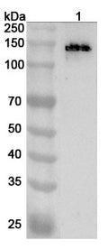 Western blot analysis was performed using anti-ABCC8  polyclonal antibody at 1ug/mL on various samples.
Lane 1: Mouse brain lysate
