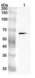 Western blot analysis was performed using anti-SQSTM1 polyclonal antibody at 1ug/mL on various samples.
Lane 1: K562 cell lysate