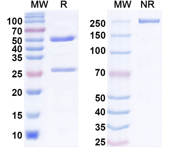 SDS-PAGE for Anti-GluN2A/NR2A glutamate receptor Antibody (N327/95)