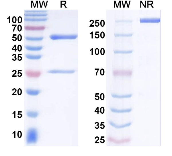 SDS-PAGE for Anti-GluN2A/NR2A glutamate receptor Antibody (N327A/38)