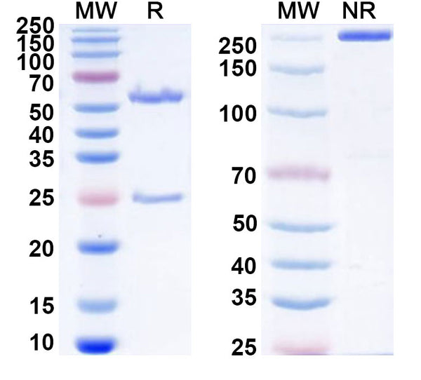 Anti-Human FOLH1/PSMA Reference Antibody (MT112) – Figure 1 of 1