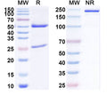 SDS-PAGE for Anti-Human FALZ/BPTF IP Antibody (SAA0188)