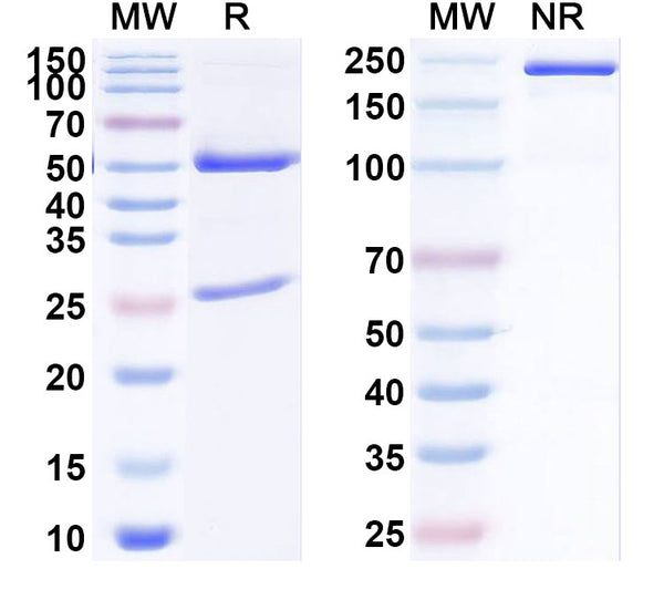 SDS-PAGE for Anti-Human FALZ/BPTF IP Antibody (SAA0188)
