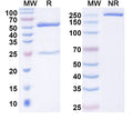 SDS-PAGE for Anti-GAD65/67 Antibody (L127/12)