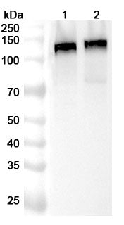 Western blot analysis was performed using anti-DLG1 polyclonal antibody at 1ug/mL on various samples.
Lane 1: HepG2 cell lysate
Lane 2: U87 cell lysate