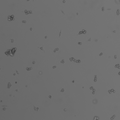 HCC187 cell