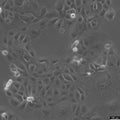 HCC1937 cell