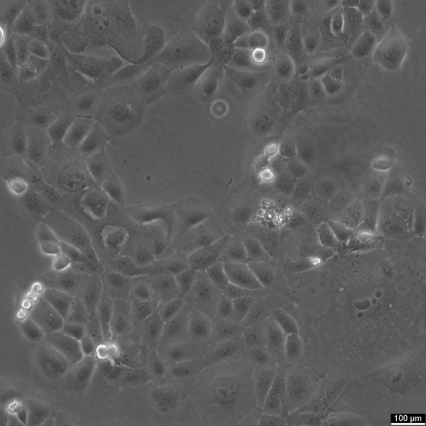 HCC1937 cell