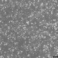 HCC1954 cell