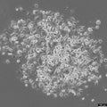 HCC366 cell