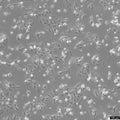 HCC4006 cell