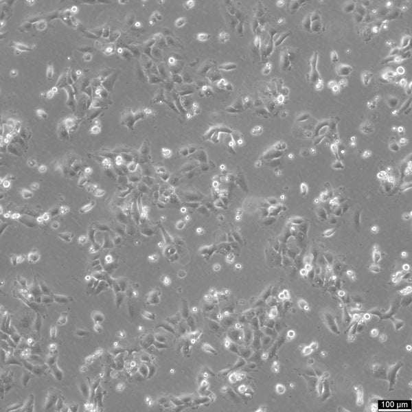 HCC4006 cell
