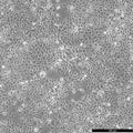 HCC827 cell