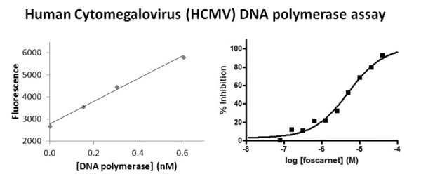 Human Cytomegalovirus (HCMV) DNA Polymerase Assay Kit – Figure 1 of 1