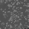 HCT-15 cell